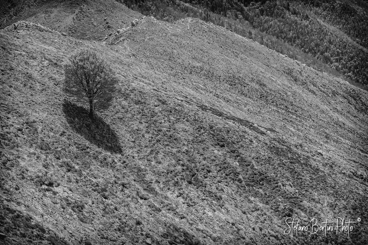 Il solitario