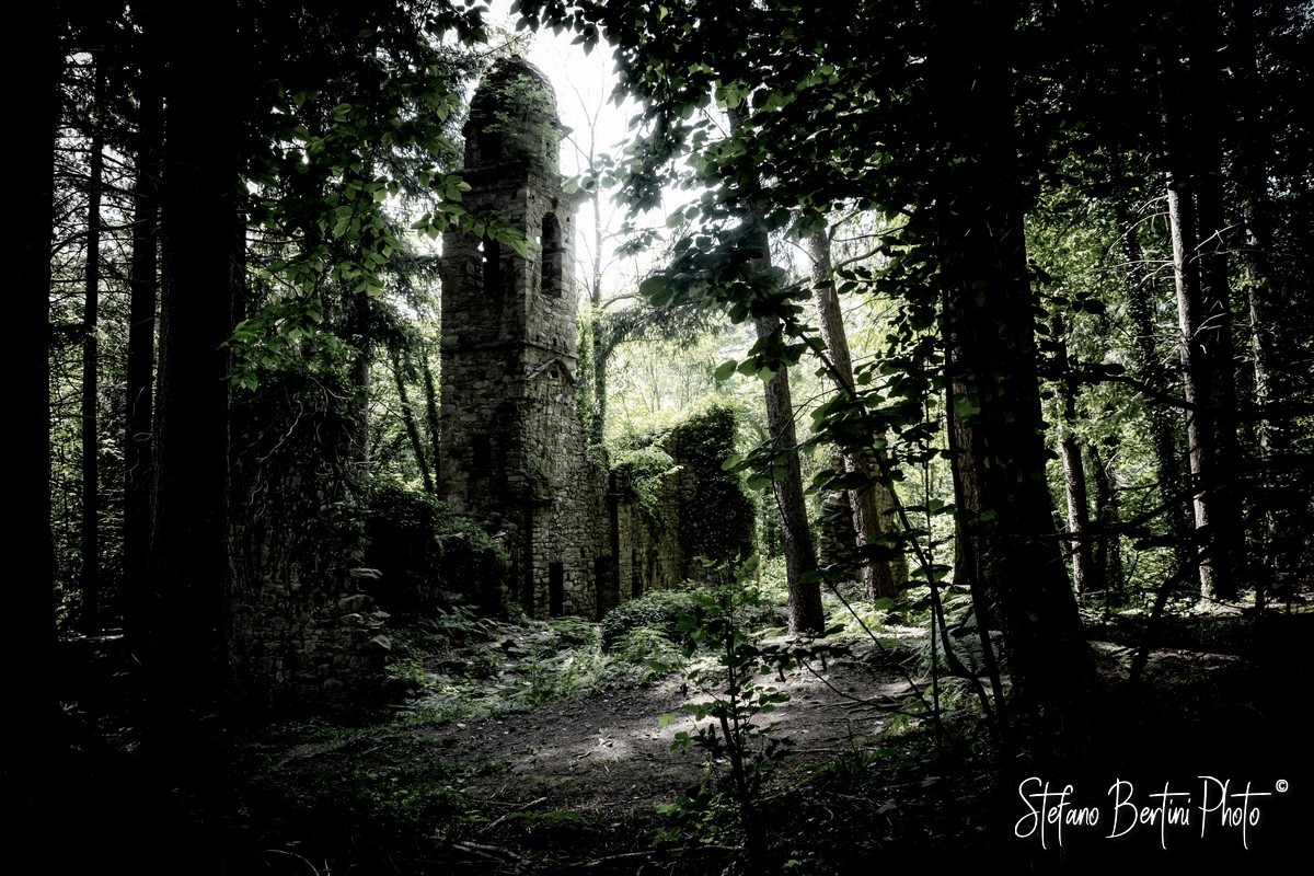 Dispersa nella foresta