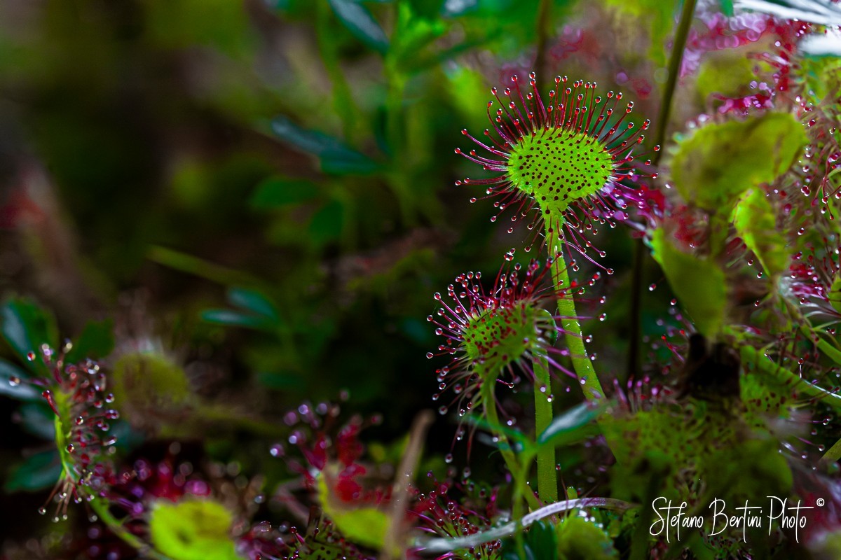 Drosera