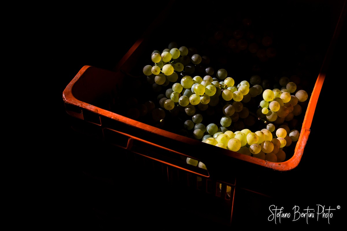 Vendemmia
