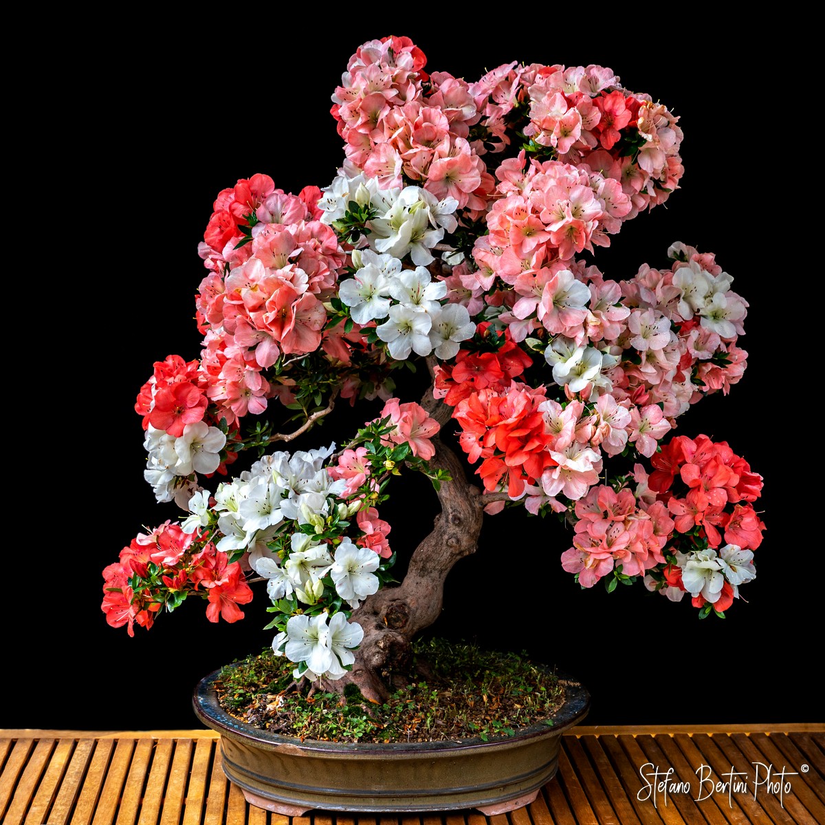 Bonsai
